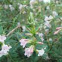 Lonicera thibetica fleur